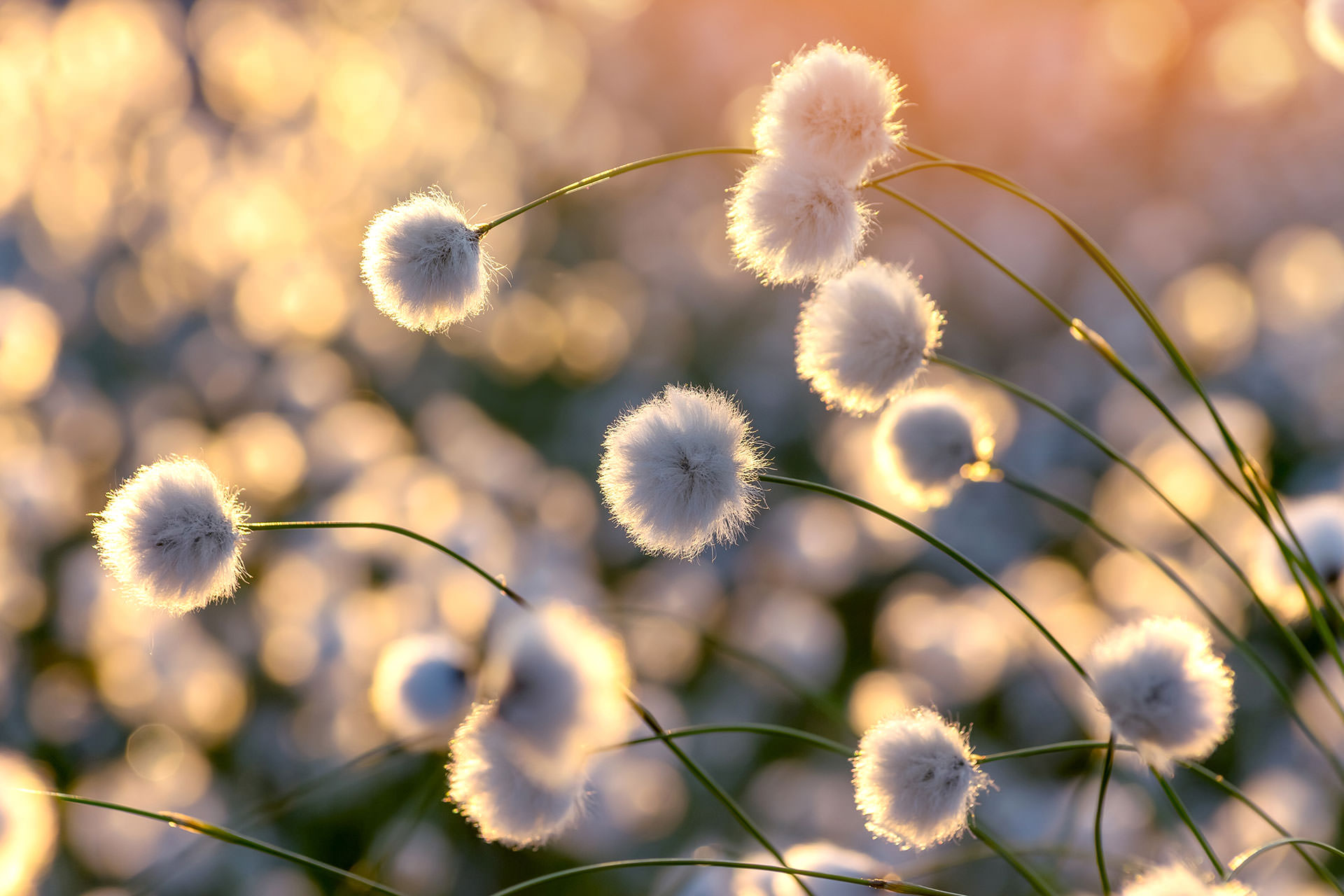 PERCHÉ IL COTONE È TANTO DIFFICILE DA RICICLARE